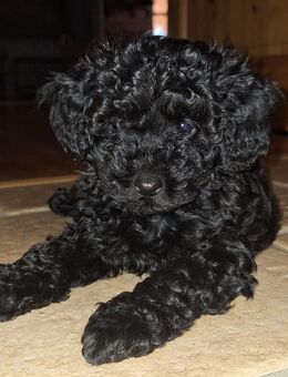 Toypudelwelpen Zwergpudelwelpen Toypudel Zwergpudel, Welpen - liebevoll aufgezogen - Magdeburg