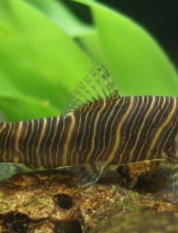 Aquarium Fisch; Zebra-Prachtschmerle (Botia striata) - Erftstadt