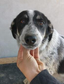 Mora von kettenlos - Bollingstedt