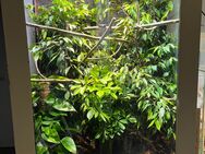 Pantherchamäleon mit Terrarium - Moers
