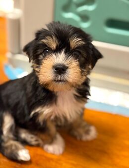 Morkie Welpen abgabebereit - München Berg am Laim