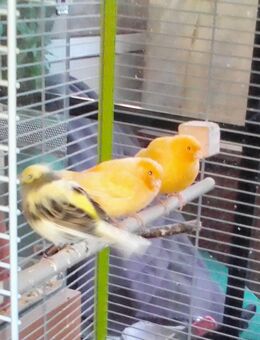 Kanarienvögel abzugeben - Neubukow