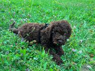 Lagotto Romagnolo Welpe - Mainz