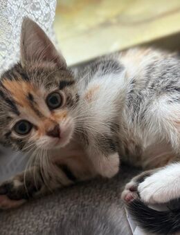 BKH-Angora Mix Kitten - Wehingen