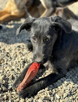 Gardi sucht eine Familie - Celle