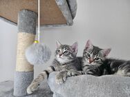 3 Katzen, männlich 9 Wochen - Köln