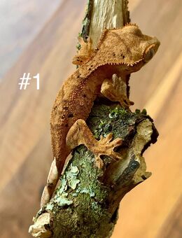 0.0.5 Correlophus Ciliatus (Kronengecko) - Waldbronn