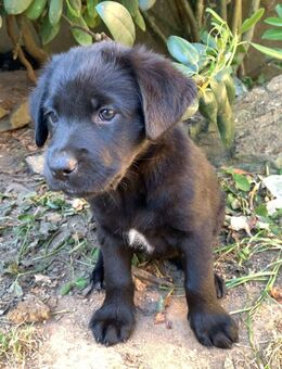 Labrador-Mix Aussiedor Welpen abgabebereit - Biebertal