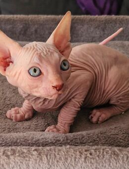 Canadian sphynx kitten - Bielefeld