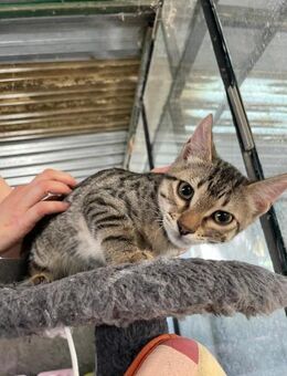 Charly sucht seinen Dosenöffner - Beckingen