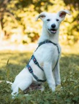 Tucker kleiner Racker sucht Familie 🐶 - München