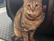 Emma, Dreibeinchen sucht Familie - Garbsen