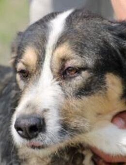 Raquel - verspielt u. sehr zutraulich - Lohra