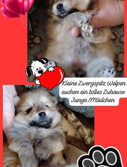 Pomeranian Zwergspitz Welpen Kleinspitz - Erfurt