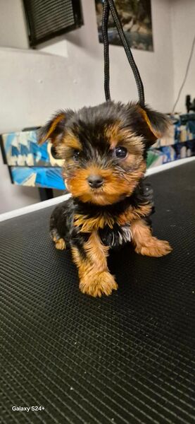 Yorkshire Terrier Welpen mini baby verkaufen