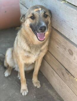 Cisco möchte dich verzaubern - Celle