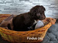 Aussiedoodle Welpen - Langenbach (Rheinland-Pfalz)