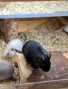 4 zahme Degumädels suchen ein Zuhause - Schwieberdingen