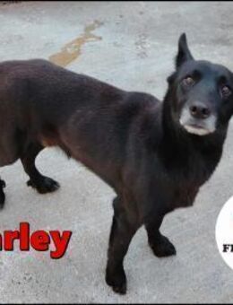 schüchterner Charley sucht ein Zuhause - Margetshöchheim