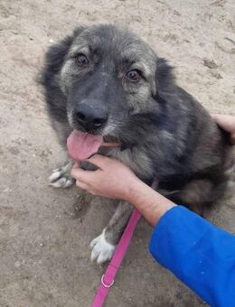 Ritch 🐾❤️möchte sich mal wieder melden - Eichendorf