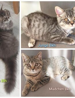 BKH/Blh Kitten Abgabebereit - Wuppertal