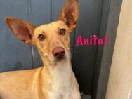 Anita1 zutraulich lieb 05/22 ESP - Ruppertsecken