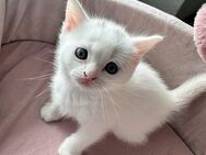 Süße Mix kitten abzugeben - Dorsten