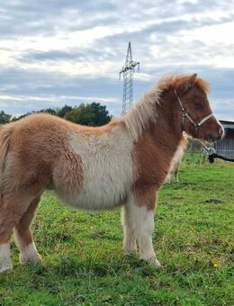 Minishetty Hengstfohlen Abstammung Halstock & Bromishet - Nuthetal
