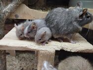 Süße Degu Kids männlich-weiblich suchen demnächst ein neues zu Hause!! - Hille