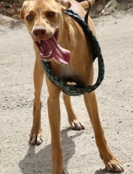 Eli, neugierig, freundlich, offen - Westerholt