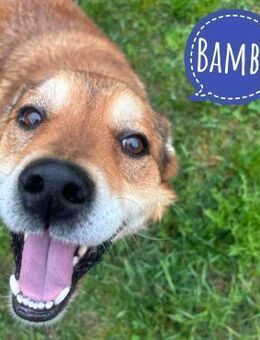 Bambi eine Seele von Hund - Mannheim