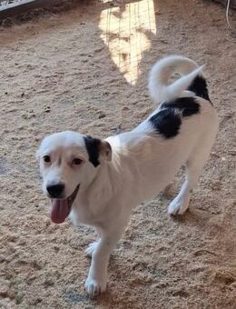 Toby freut sich auf ein eigenes Zuhause - Paderborn
