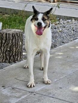 AUCH ältere große 🐕 brauchen ♥️ OZMO - München