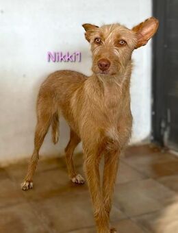 Nikki1- liebe Podenca 03/22 ESP - Ruppertsecken