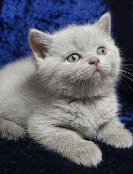 Bkh-Kitten mit dem Stammbaum - Dortmund