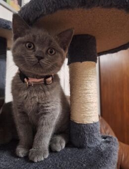 BKH Reinrassige Kitten. - Lippstadt