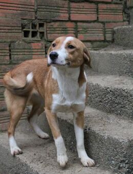 Liebe auf vier Pfoten- Mrs. Sunshine - Ellerbek