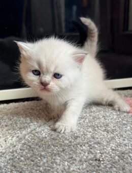 Bkh Kitten Blue Point! - Kamp-Lintfort