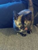 Hauskatze kitten in 51570