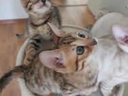 Bengal Kitten Kater Bengalcat Katze Brown Spotted - Essen Zentrum