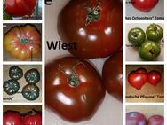 Tomaten - Fleischtomaten alte Sorten - Freital