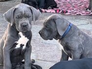 Reinrassiger Cane Corso zum Verkauf - München