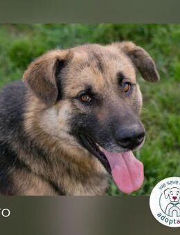 Tero: sucht ein Zuhause - Kirchzell