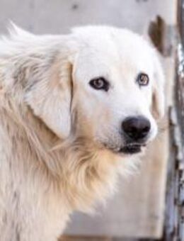 Eisbär Soul sucht erfahreres Zuhause - München