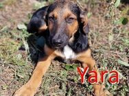 YARA ❤ EILIG!sucht Zuhause oder Pflegest - Langenhagen