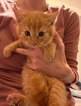 2 Kitten suchen ein liebevolles Zuhause - Friedland (Mecklenburg-Vorpommern)