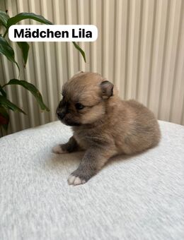 Pomeranian Zwergspitz Pomsky Welpen - Bamberg