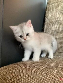 Bkh 4 Kitten - Werlte