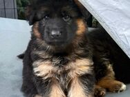 Schäferhund Welpe Hündin - Herzogenrath Zentrum