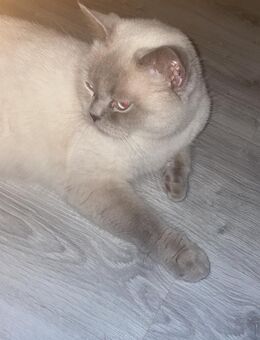 BKH kitten weiß und beige - Dormagen